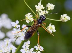 Tenthredo crassa