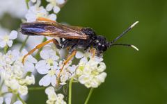 Tenthredo crassa