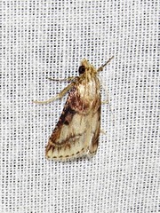 Zitha allutalis