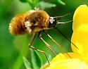 Bombylius mexicanus