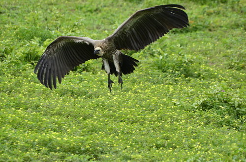 Buitre dorsiblanco africano (Gyps africanus)