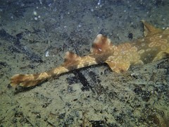 Orectolobus parvimaculatus