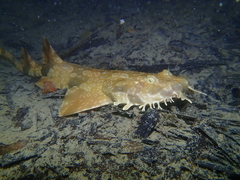 Orectolobus parvimaculatus