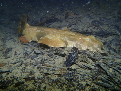 Orectolobus parvimaculatus