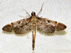 Duponchelia lanceolalis