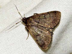 Nodaria nodosalis