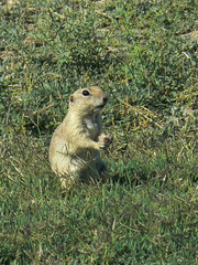 Spermophilus xanthoprymnus