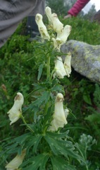 Aconitum lycoctonum