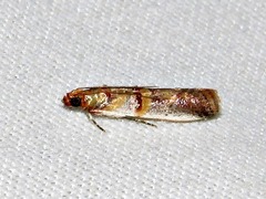 Hypargyria metalliferella
