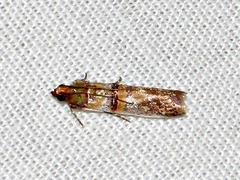 Hypargyria metalliferella