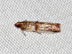 Hypargyria metalliferella