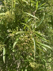 Nuxia oppositifolia