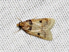 Loryma basalis