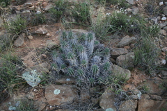 Euphorbia ferox
