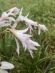 Zephyranthes versicolor