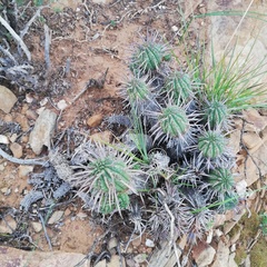 Euphorbia ferox