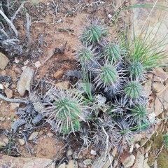 Euphorbia ferox