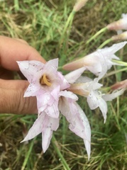Zephyranthes versicolor