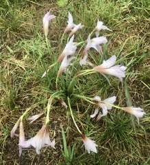 Zephyranthes versicolor