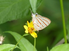 Hemiolaus caeculus