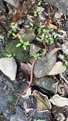 Oreocryptophis porphyraceus