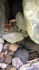 Oreocryptophis porphyraceus