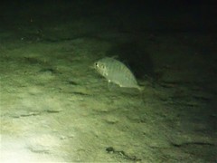 Pseudocaranx georgianus