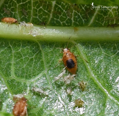 Hyalopterus amygdali