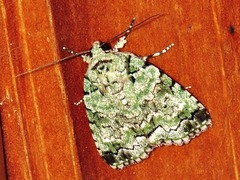 Blenina squamifera