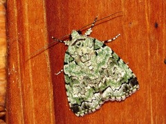 Blenina squamifera