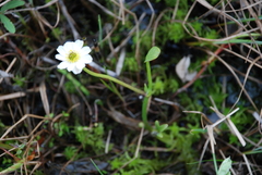 Ranunculus pallasii