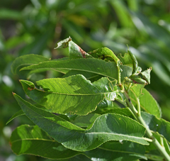 Hyalopterus amygdali