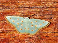 Comostolopsis stillata stillata