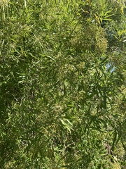 Nuxia oppositifolia