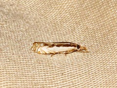 Crambus attis