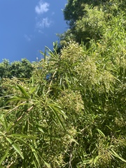 Nuxia oppositifolia