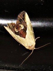 Lithacodia caffristis