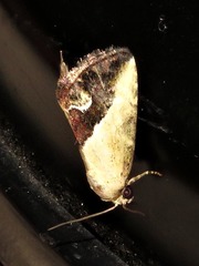 Lithacodia caffristis