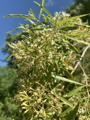 Nuxia oppositifolia