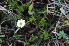 Ranunculus pallasii