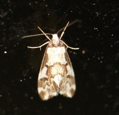 Philenora chionastis