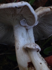 Clitocybe dilatata