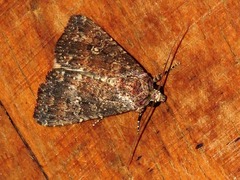 Condica capensis