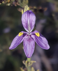 Carlowrightia linearifolia