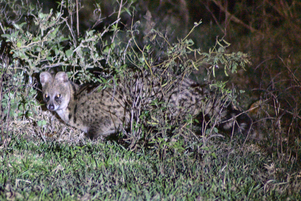 Small Indian Civet From Masinagudi Tamil Nadu 643223 India On January   Large 