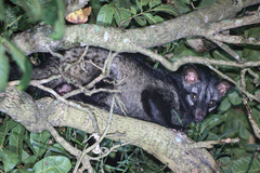 Paradoxurus hermaphroditus