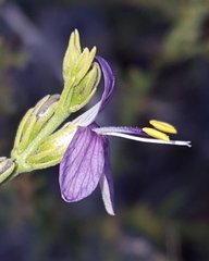 Carlowrightia linearifolia