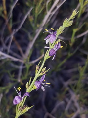Carlowrightia linearifolia