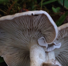 Clitocybe dilatata