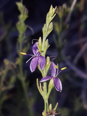 Carlowrightia linearifolia